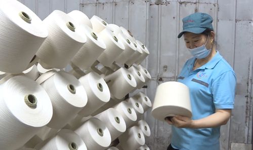 新疆合創棉業 使用新疆棉 紡出好棉紗